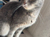 Light beautiful tabby