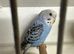 15 budgies for sale.