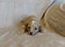 Cavapoo Puppies from health tested parents