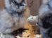 Beautiful bearded silkies 15/06/2026. Unsexed