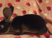 Black otter mini rex