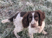 For sale &ndash; Superb KC Reg Pedigree English Springer Spaniel Puppies
