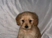 Cockapoo puppy’s for sale