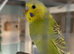 Baby budgie