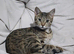15month old full bengal