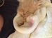 Persian kittens