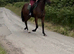 Lovely 3 yr old filly
