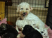 poochon puppies one boy three girls