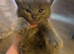 Ragdoll cross Norwegian forest cat