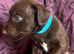 Patterdale Terrier puppies