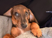 12 week old daschund puppy female
