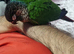 Pearly conure