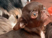 HEARTBREAKING DECISION – VERY TINY smooth coat Chocolate Chihuahua Girl Seeking Her Forever Home