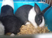 Dutch baby rabbits