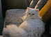 Headline: Gorgeous 1-Year-Old Doll-Faced Persian - Independent & Loving Boy.