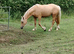 Registered Welsh sec D palimino filly
