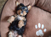 Pure yorkshire terier puppys