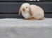 Purebred mini lop rabbits