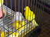 Fancy canary