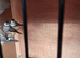 Owl finches