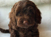 Gorgeous Cockapoo puppies