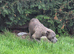 Blue staffy puppies (blue bronson line)