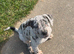 Merle female cane Corso 7Months