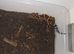 CB24 1.2 Japanese Cave Gecko (G. Orientalis)