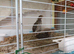 Lovely very young Coturnix Quail Chicks - one male and 2 hens sold as a TRIO &pound;24 (they are smaller size