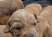 KC registered Fox red flat coat retriever proven stud