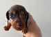 Litter of Mini Daschund puppies