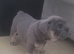 English Bulldog Puppies