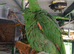 Tame African grey
