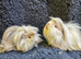 Bonded long haired Guinea pigs