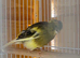 Breeding pair fifth canaries