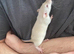 Super Tame Baby Dumbo Siamese Rats, Looking For Loving Homes.