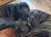 Two brother staffies looking for a new home