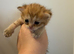 Beautiful golden shaded bsh girl kittens