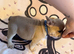 French bulldog puppy for sale