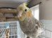 &pound;160 for 2 baby cockatiels handreared