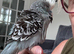 Super Tame Male Exhibition Budgie & Cage