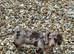Gorgeous miniature dapple dachshund