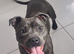 Blue staffy female