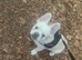 Fluffy French bulldog