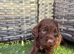 For sale genetically clear cockapoo