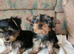 Pedigree Pure Yorkshire Terrier puppies