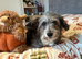 Female yorkiepoo for rehoming