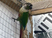 Proven breeding conure pair
