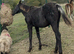 Friesian X Appaloosa filly