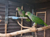 Amazon vinacea breeding pair 8 year old
